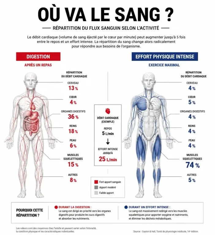 Infographie expliquant le conflit physiologique entre la digestion et la musculation après manger