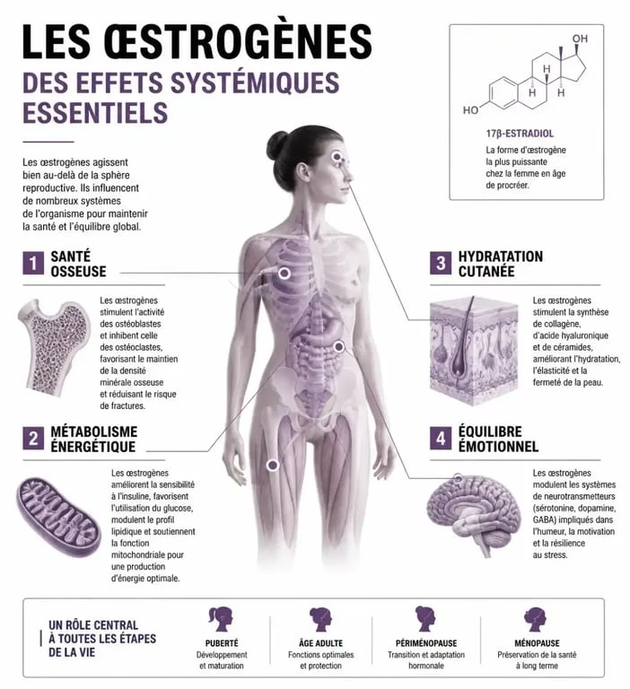 Infographie illustrant les effets des œstrogènes sur le corps et la santé