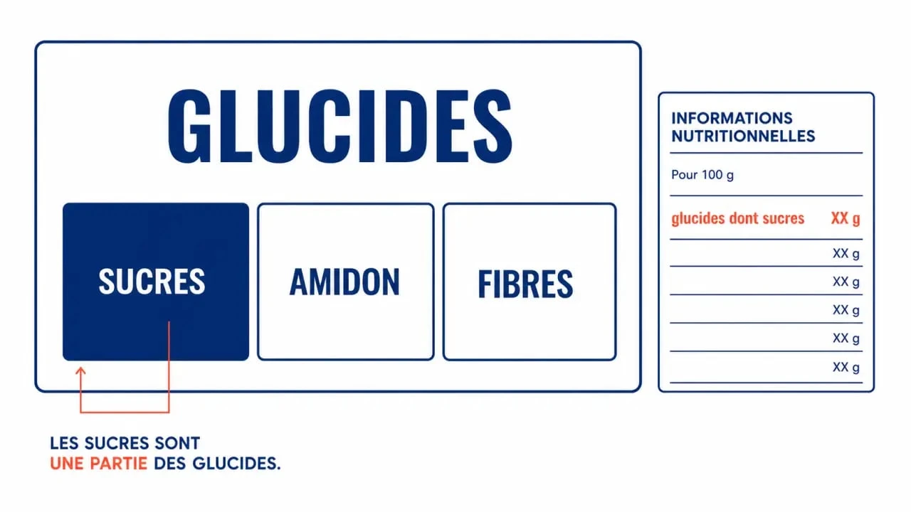 Différence entre glucide et sucre illustrée par un schéma comparatif des familles nutritionnelles